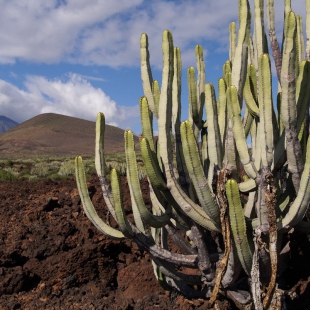 Euphorbia canariensis